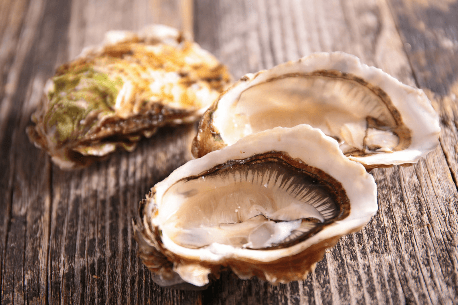 Oyster