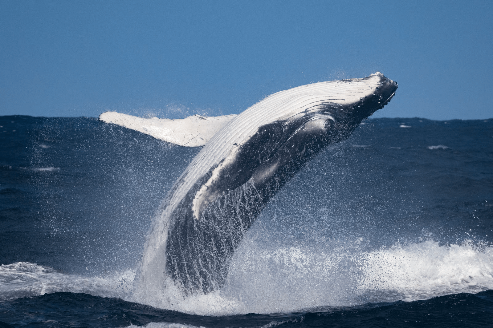 Whale jumping